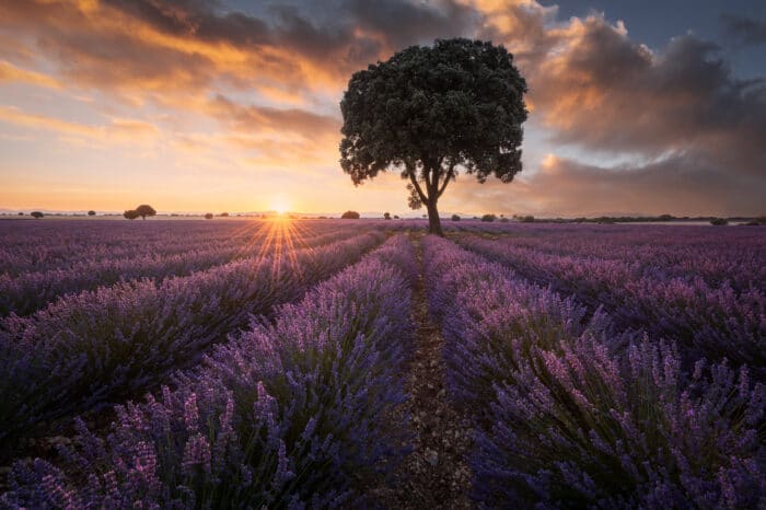 Campos de Lavanda Brihuega